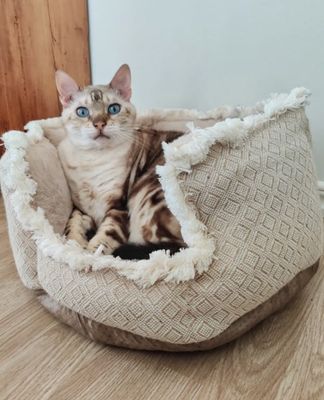 Boho kattsäng med kant