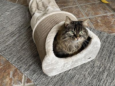 Lektunnel med klösdel 110 cm