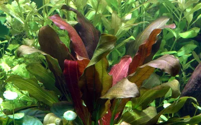 Echinodorus osiris 'Rubra'