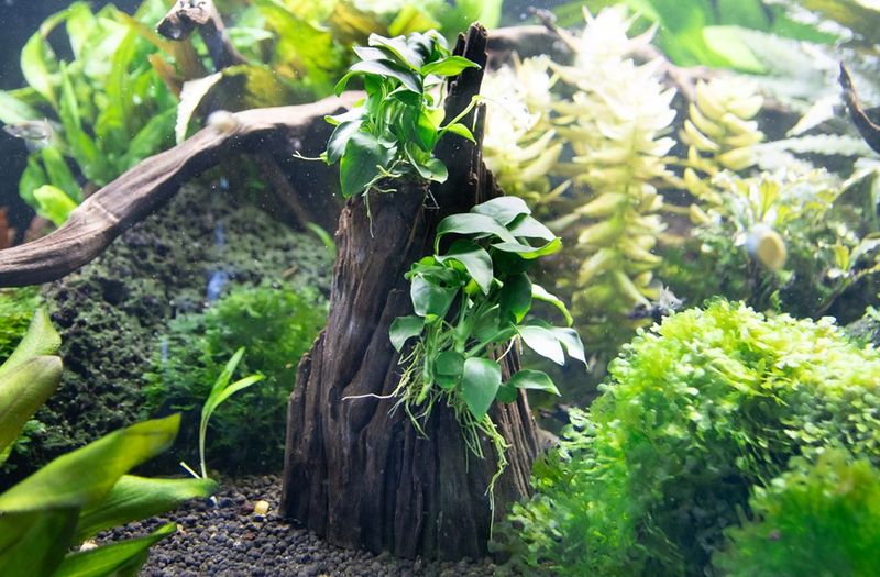 Anubias spp. 'Hills'
