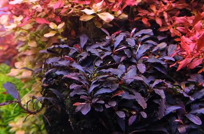 2Hr - 2hr Aquarist APT "EI"