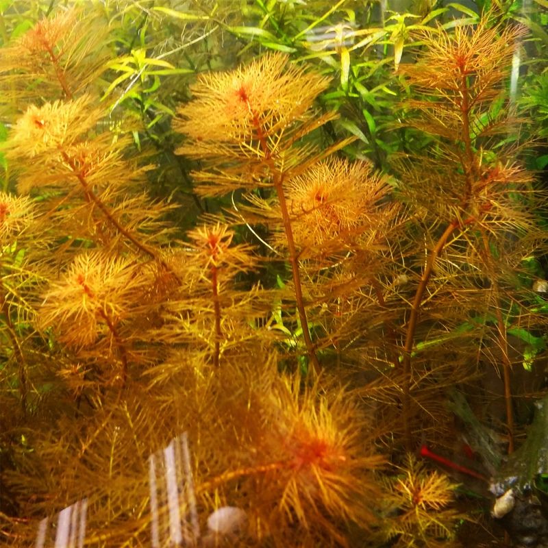 Myriophyllum brasiliensis