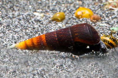 Faunus ater 'Cappuccino'