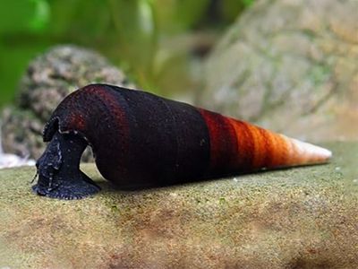 Faunus ater 'Cappuccino'