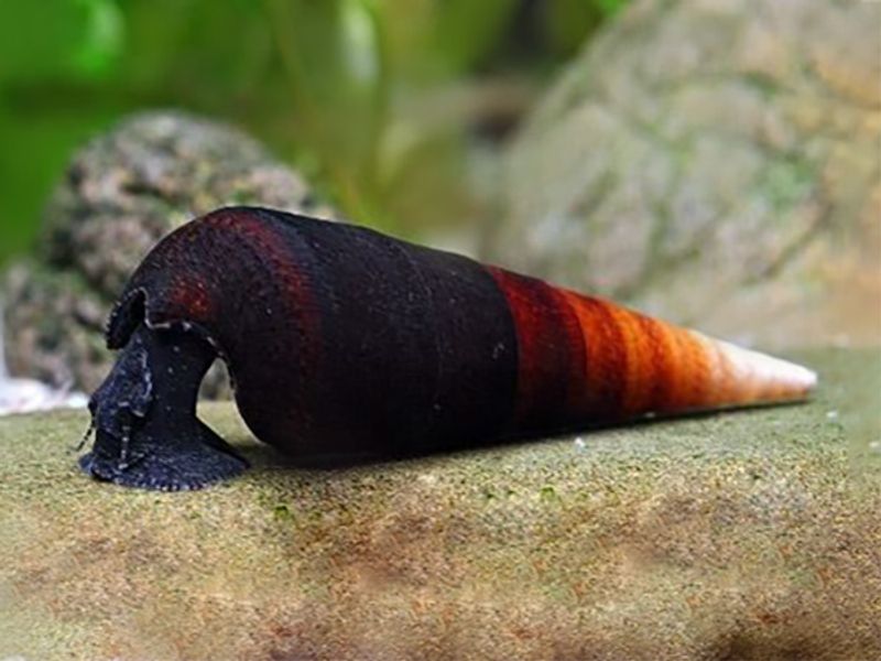 Faunus ater 'Cappuccino'