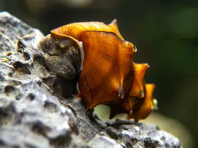 Brotia pagodula