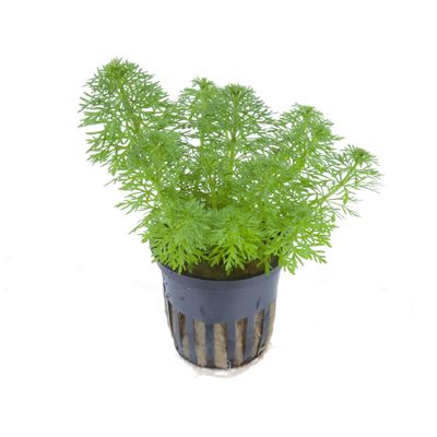 Limnophila sessiliflora