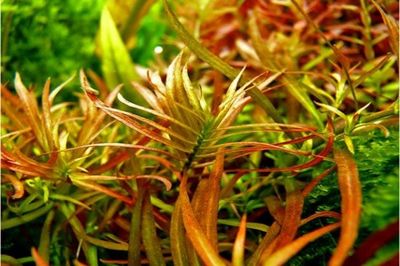 Ludwigia Brevipes
