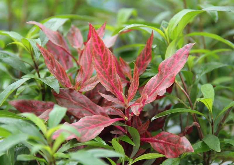 Alternanthera reineckii 'Red Ruby' XL
