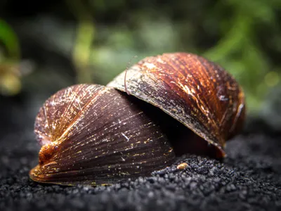 Red-Lip-Nerite-4_1200x1200