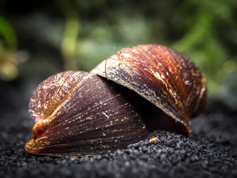Neritina sp. "Red Lips"