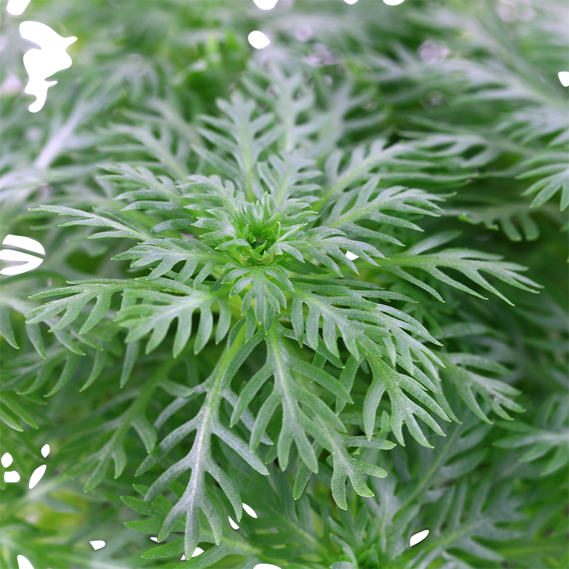 Hottonia palustris