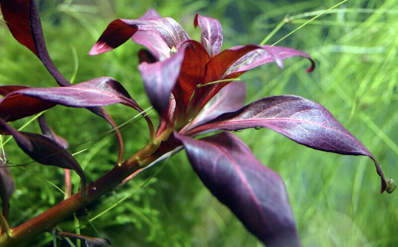 Ludwigia glandulosa (etablerad)
