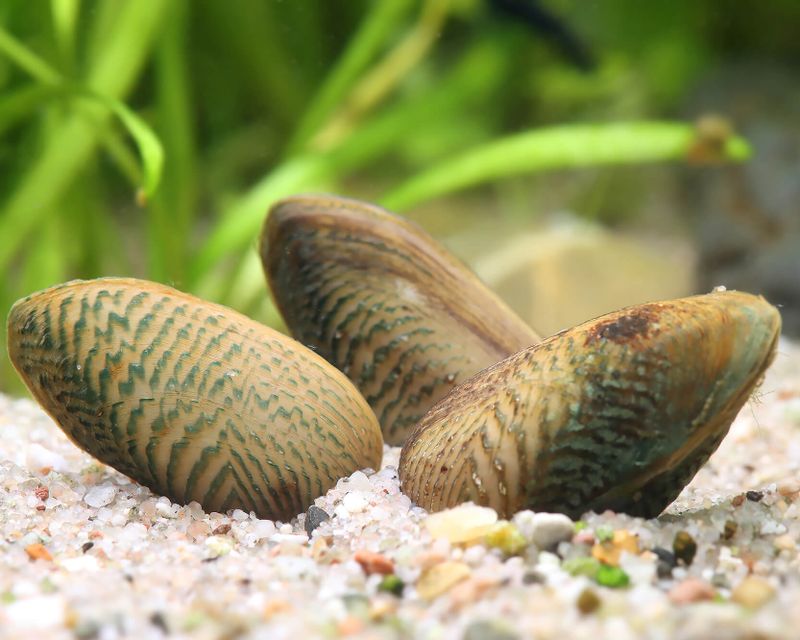 Prydnadsmussla (Scabies crispata)