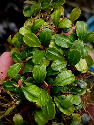 Bucephalandra 'Brownie Helena'  - Signature Edition