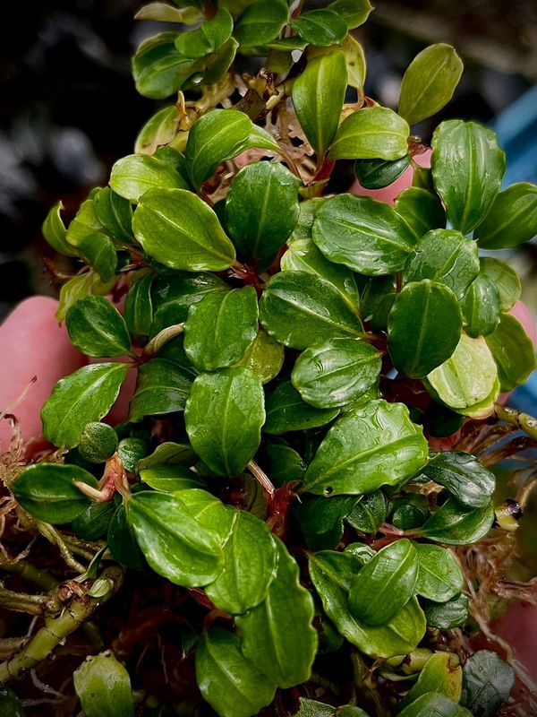 Bucephalandra 'Brownie Helena'  - Signature Edition