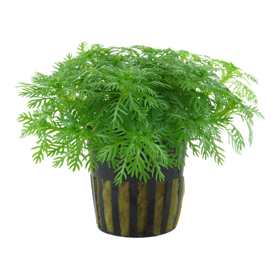 Hottonia palustris