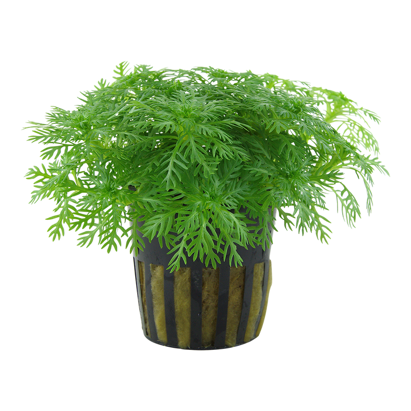 Hottonia palustris