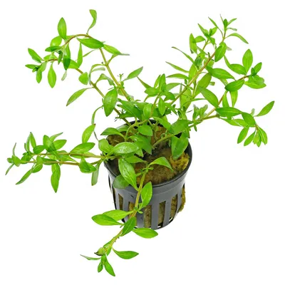 ludwigia-brevipes-topf