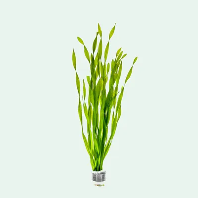 Vallisneria 'Corkscrew'