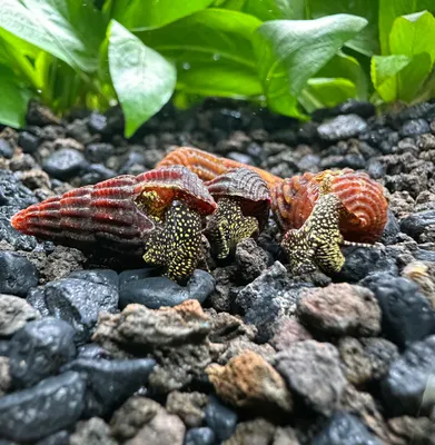 Tylomelania sp. "Mini Golden Rabbit"