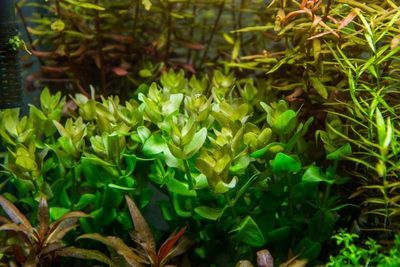 Bacopa caroliniana (etablerad)