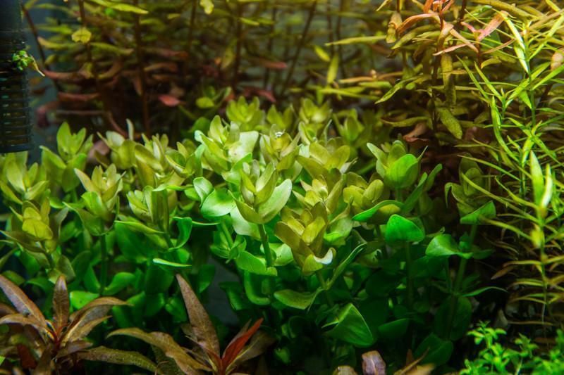 Bacopa caroliniana (etablerad)