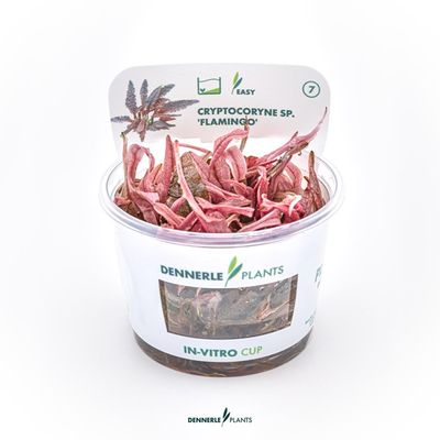 Cryptocoryne Spec. Flamingo (Invitro)