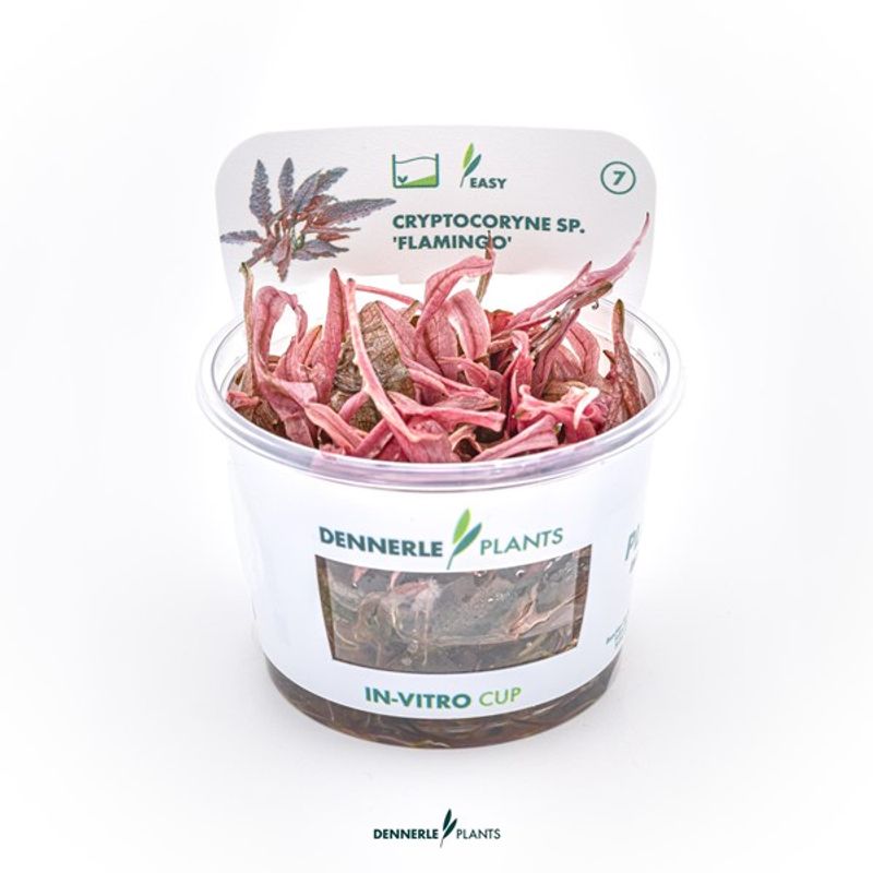 Cryptocoryne Spec. Flamingo (Invitro)