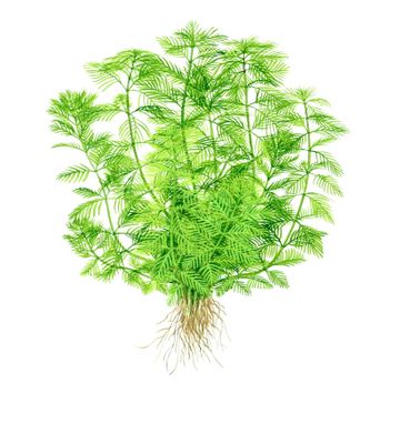 Myriophyllum mattogrossense