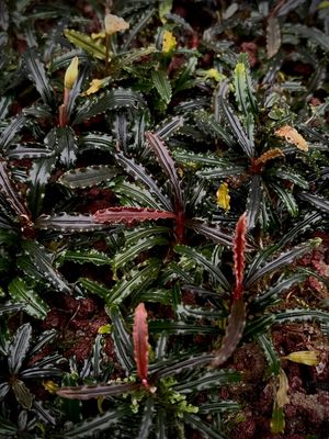 Bucephalandra 'Red Velvet' - Signature Edition