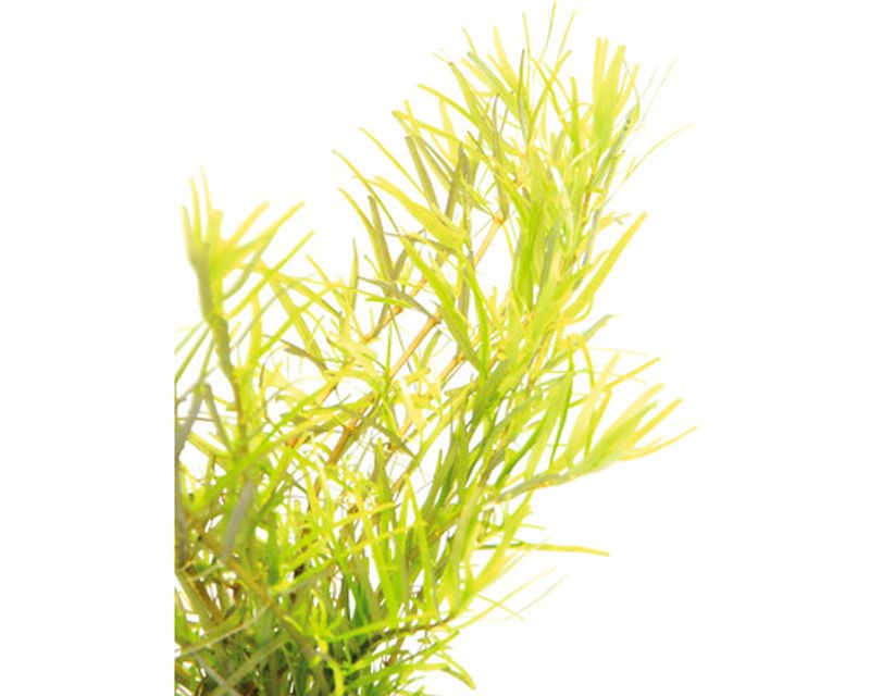 Rotala sp. ´Wayanad´ In-Vitro