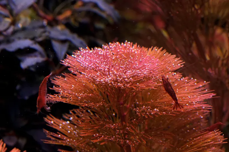 Cabomba furcata