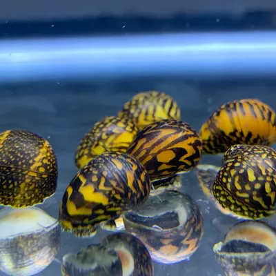 aquaticmotiv-snail-default-title-3-batik-nerite-snails-neritina-c-variegata-16316551036963_1000x