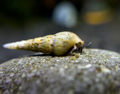 Malaysisk sandsnäcka (Melanoides tuberculata)