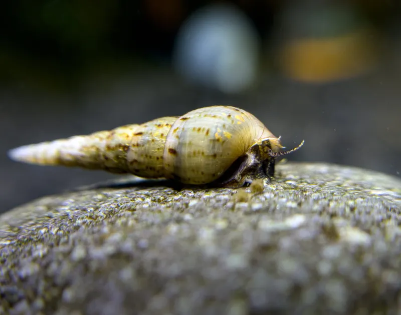 Malaysisk sandsnäcka (Melanoides tuberculata)