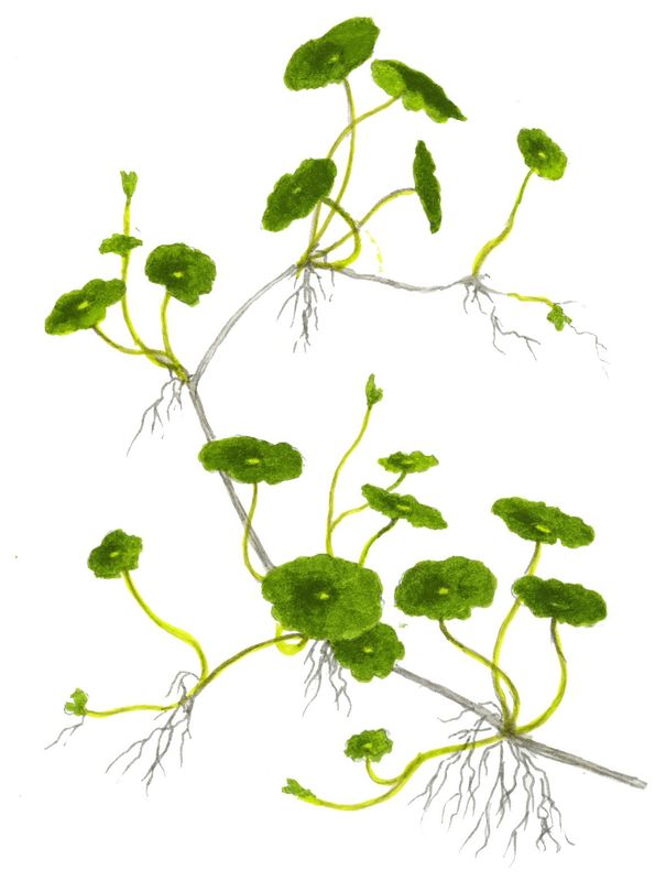 Hydrocotyle verticillata