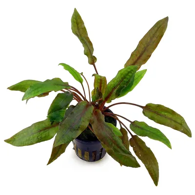 Cryptocoryne wendtii ‘Mi Oya’