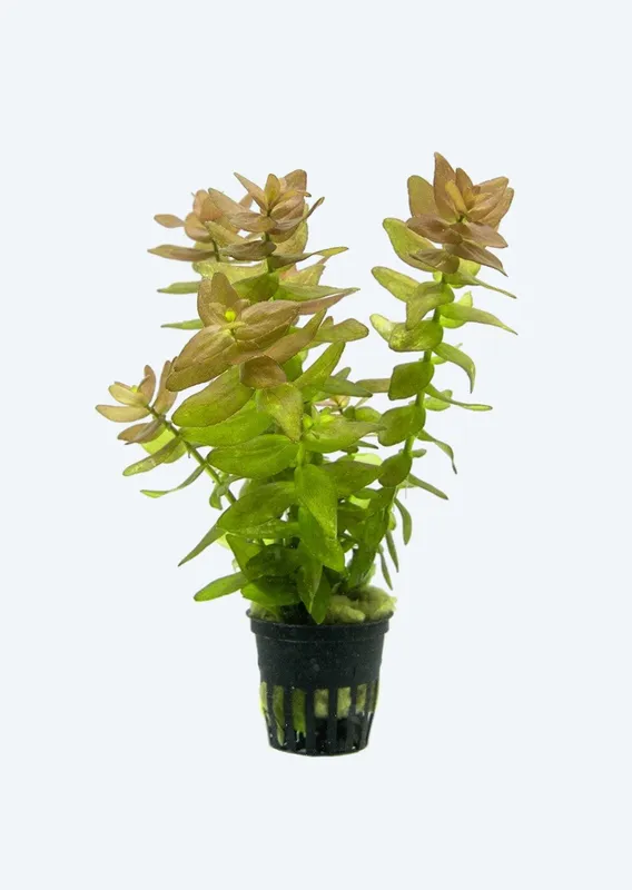 Bacopa caroliniana (etablerad)
