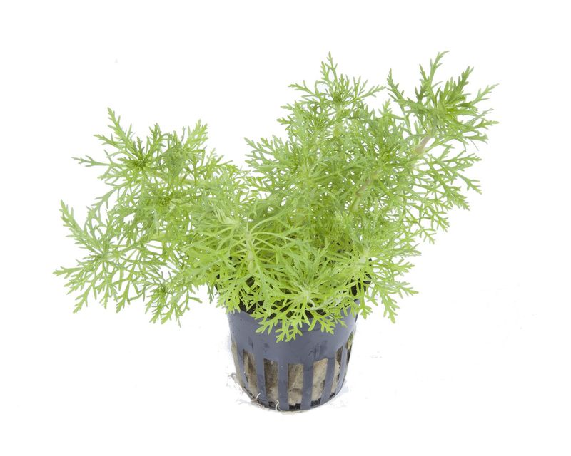 Limnophila aquatica