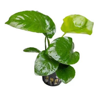 Anubias-Broad-Leaf-Pot-Aquatic-Plant-1