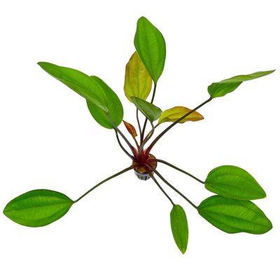 Echinodorus Ipica