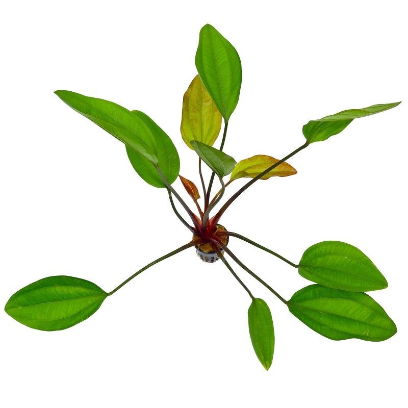 Echinodorus Ipica