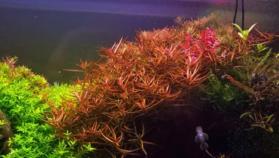 Ludwigia Brevipes