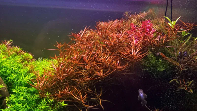 Ludwigia Brevipes