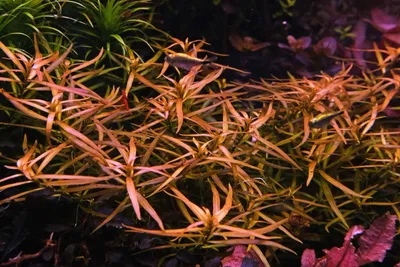 Ludwigia Brevipes