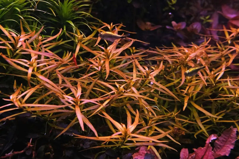 Ludwigia Brevipes