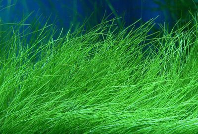 Oveb_-_Eleocharis_acicularis