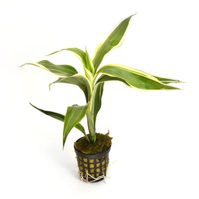 Dracaena sanderiana 'White'
