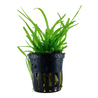 Sagittaria subulata